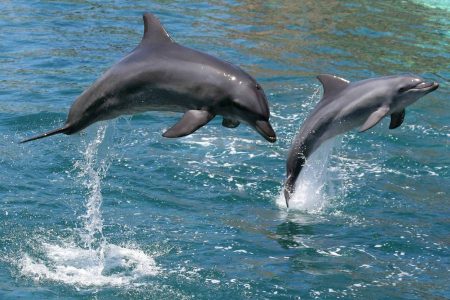 Main pic Bottlenose Dolphins